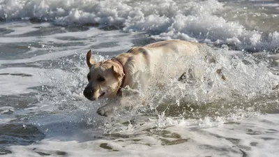 белая собака в красном воротничке стоит на заднем плане морской собаки,  играющей в море против красного заката с Стоковое Фото - изображение  насчитывающей рассвет, потеха: 240446872