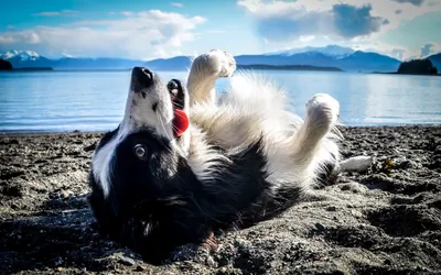 Собака Пляж Вода - Бесплатное фото на Pixabay - Pixabay
