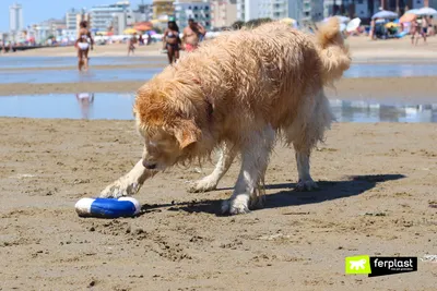 Фотография собаки на берегу моря · Бесплатные стоковые фото