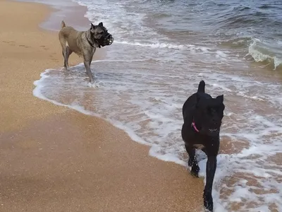 Photo of brown dog beside a sea / Фотографія коричневої собаки на фоні моря  / Фотография коричневой собаки на фоне моря #istambul #lost… | Собаки,  Собачки, Животные