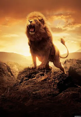 Животные, #Львы, #аватары, #картинки, #фото, #авы,  https://avatarko.ru/kartinka/24792 | Lion images, Narnia lion, Lion hd  wallpaper