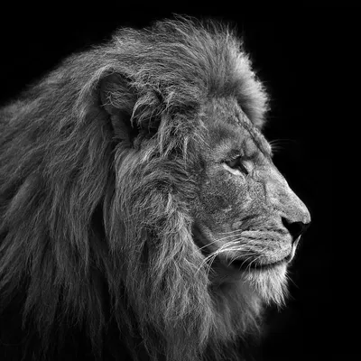 MERAGOR | Рисунок с мордой льва на аву
