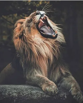 Картинка злого льва - 62 фото