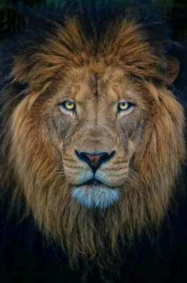 профиль головки белого льва, смотрящий вправо Стоковое Фото - изображение  насчитывающей головка, львев: 268579548