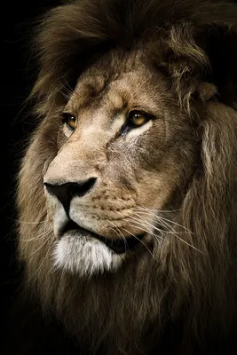 Портрет льва - 75 фото