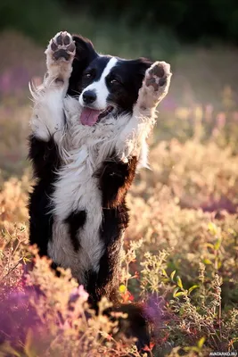 Животные, #Собаки, #аватары, #картинки, #фото, #авы,  https://avatarko.ru/kartinka/26202 | Dogs, Happy dogs, Dog breeds