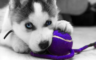 бибирский профиль собаки с черно-серым белым пальто цветной милый пёс  Стоковое Фото - изображение насчитывающей природа, пальто: 260777276