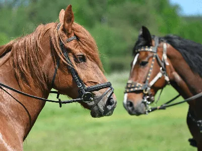 Рабочие качества лошадей и их использование – лекция 3 - Аграрная  социальная сеть