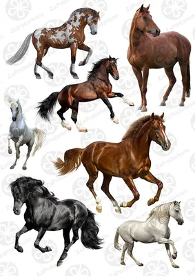 Стати лошади (строение лошадей)
