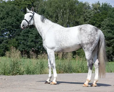 Аренда лошади для фотосессии в Красноярске - фото, цена