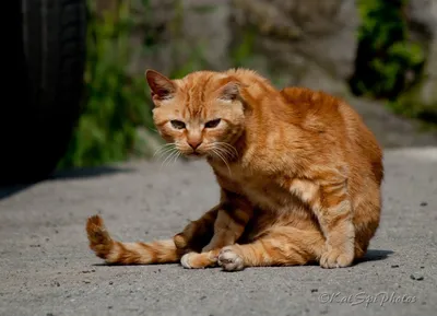 Наглый рыжий кот — Фото №78227