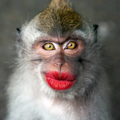 Накрашенная обезьяна (31 фото) | Веселые обезьяны, Обезьяна, Hello kitty  татуировки