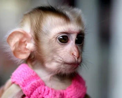 Fastest and easy online meme generator :) | Веселые обезьяны, Смешные  фотографии животных, Животные