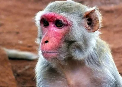 Создать мем \"накрашенная обезьянка, сам себе режиссер 1997 перловка,  обезьяна с макияжем\" - Картинки - Meme-arsenal.com