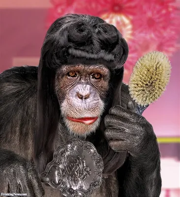 Накрашенная обезьяна» — создано в Шедевруме
