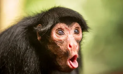 Шимпанзе с сигаретой и накрашенными …» — создано в Шедевруме