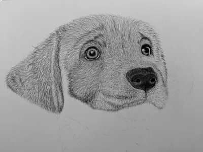 Иллюстрация вектора собаки нарисованной рукой Иллюстрация штока -  иллюстрации насчитывающей каракули, иллюстрация: 101400654