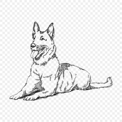 начертана голова собаки. векторная иллюстрация собаки - простая иллюстрация  векторного рисунка Иллюстрация вектора - иллюстрации насчитывающей ярлык,  разведенными: 229844808