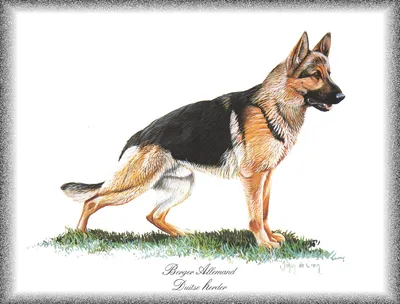 Цветной рисунок контура собаки на заказ