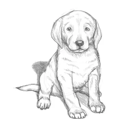 Рука нарисованная собаки с вопросительным знаком Иллюстрация штока -  иллюстрации насчитывающей концепция, отрезок: 94756761