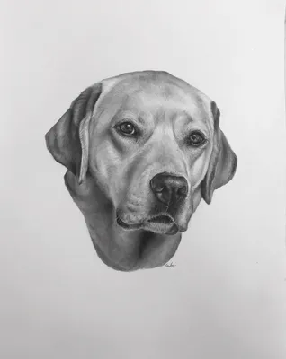 Рисунки собак для срисовки (80 фото)