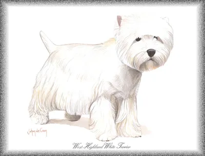 Вектор Рисования Линии Головы Собаки Coton Tulear Нарисованная Вручную  Иллюстрация Векторное изображение ©svetomircomua 665772406