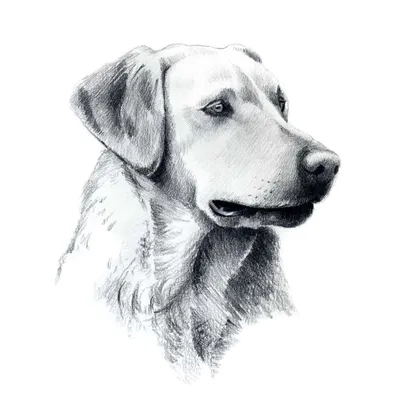 Скетчбук, Prof-Press, нарисованные собаки, 80 листов, на спирали, глянцевая  ламинация. - купить с доставкой по выгодным ценам в интернет-магазине OZON  (335543895)