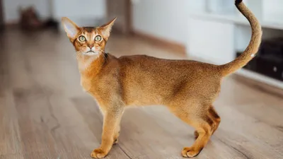 Дикие кошки! Самые необычные и красивые кошачьи - Телеканал «О!»