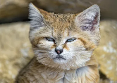 10 котов с необычной внешностью, которые покорили интернет | Своими руками  | Дзен