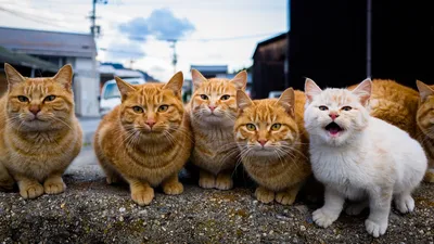 19 удивительных котов, которые отличаются от других котов своими изюминками  | Rare cats, Funny animal pictures, Cute cats