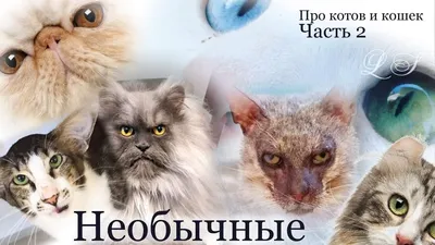 В виде абсолютно натурального кота: в Японии создали необычный рюкзак -  Новости Украины и мира - Развлечения