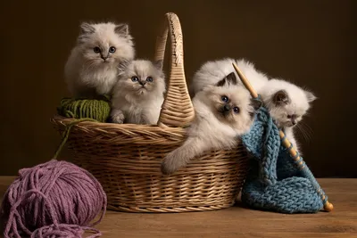 5 пород кошек с необычной внешностью - Рамблер/новости