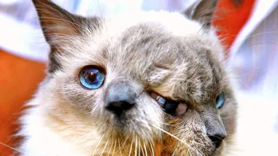 Топ 10 самых необычных котов» — создано в Шедевруме