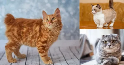 ТОП-5 необычных пород кошек: названия, описание характера и фото