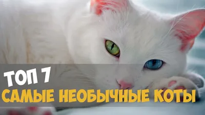 Топ необычных имен для кошек - Purina.ru