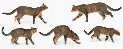 Фотогалерея - Кошки с необычными окрасами - Забавные фото кошек