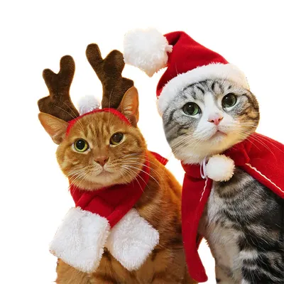 Идея новогодней фотографии кота | Милые котики, Животные, Кот