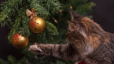 Кот в новогодней шапке и игрушка - новогодний, елочный шарик. Крупно морда  кота. Кот серый, спит. Шар большой, белый с красным Stock Photo | Adobe  Stock