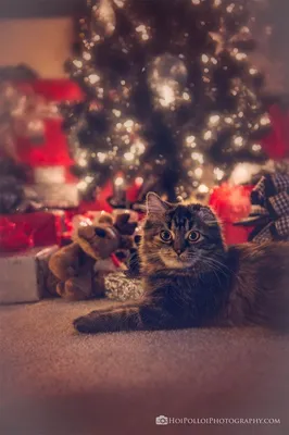 Новогоднее настроение обеспечено: 14 котов, которые уже празднуют и всем  советуют (фото)