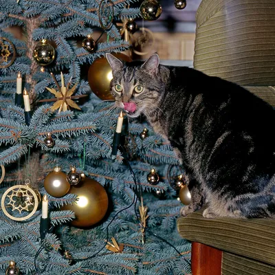 Фотографии новогодних котов | Christmas cats, Cute cats, Cat celebrating