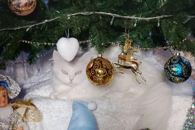 Раскрыты способы уберечь новогоднюю ёлку от кота