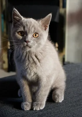 британский кот разводит маленьких домашних кошек зеленый глаз красавица  кошки кошки кошки кошки длинные кошки кошки у котят котёно Стоковое Фото -  изображение насчитывающей глаза, независимо: 229555744