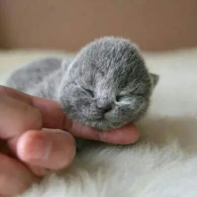 Новорожденные британские котята - картинки и фото koshka.top