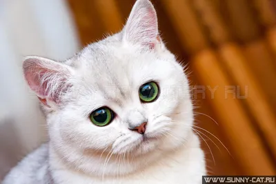 Купить стоковые фото британских котят - Фотобанк SunRay
