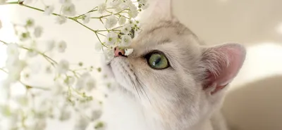 Британские котята фотографии, развитие котят по месяцам с фото и видео