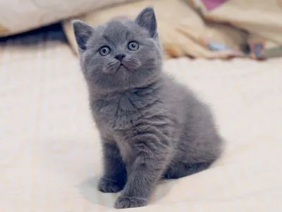 Короткошерстный черный британский котенок. Купить черного британского  котенка.