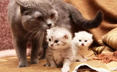 Что делать, если кошка бросила новорожденных котят? | Гавкуша | Дзен