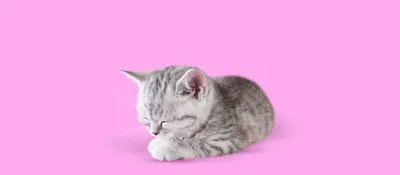 Раскраска Простой котёнок для малышей распечатать или скачать