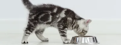 Когда котята начинают есть самостоятельно и как приучить кушать самих
