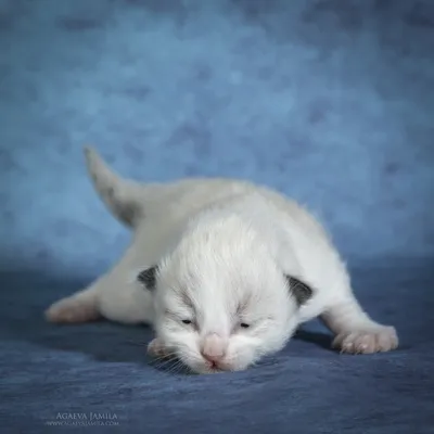 Синдром угасания новорожденных котят. Ветеринарная неонатология.